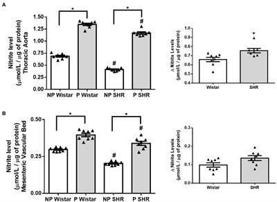 Caveolin-1/Endothelial Nitric Oxide Synthase Interaction Is Reduced in Arteries From Pregnant Spontaneously Hypertensive Rats